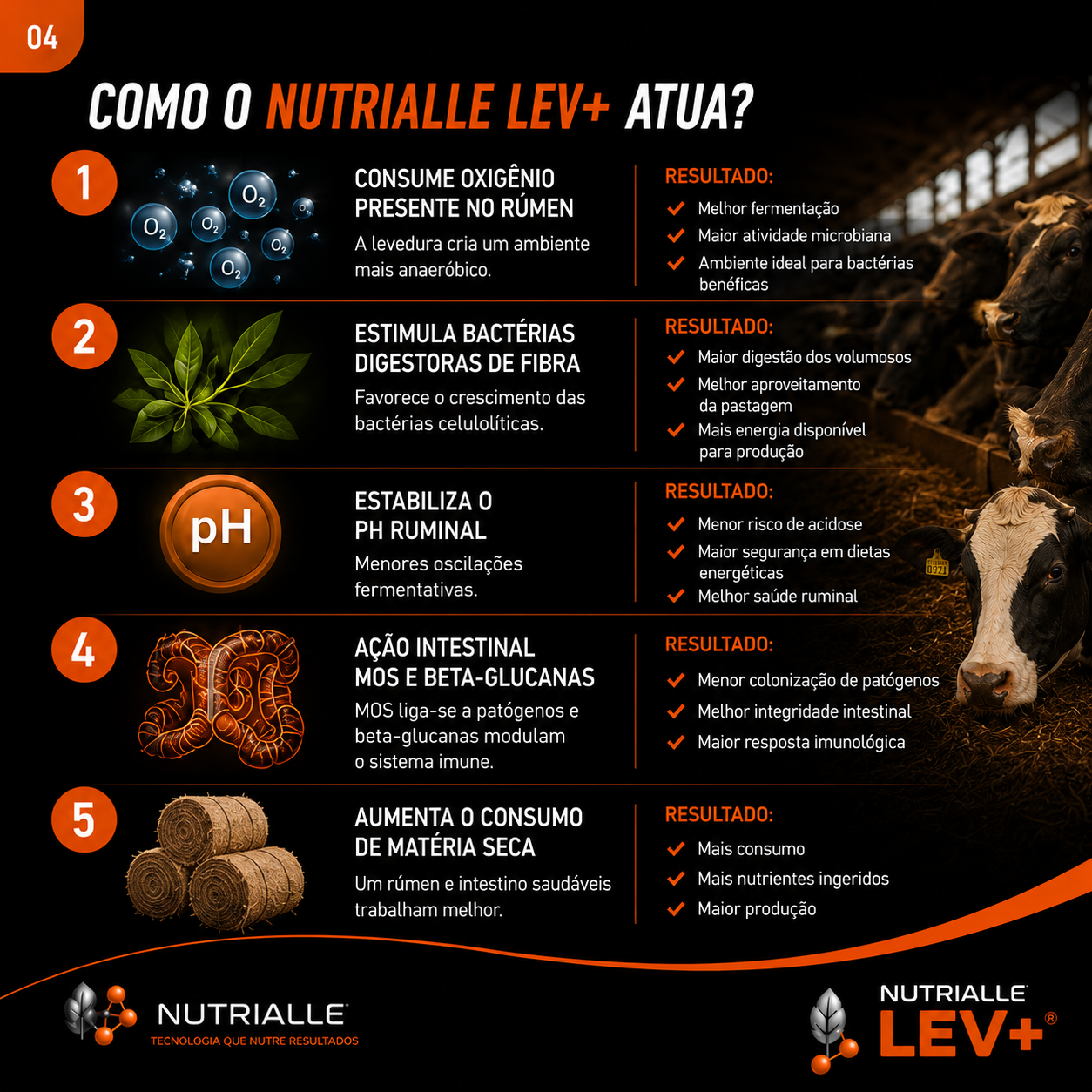 Imagem 4